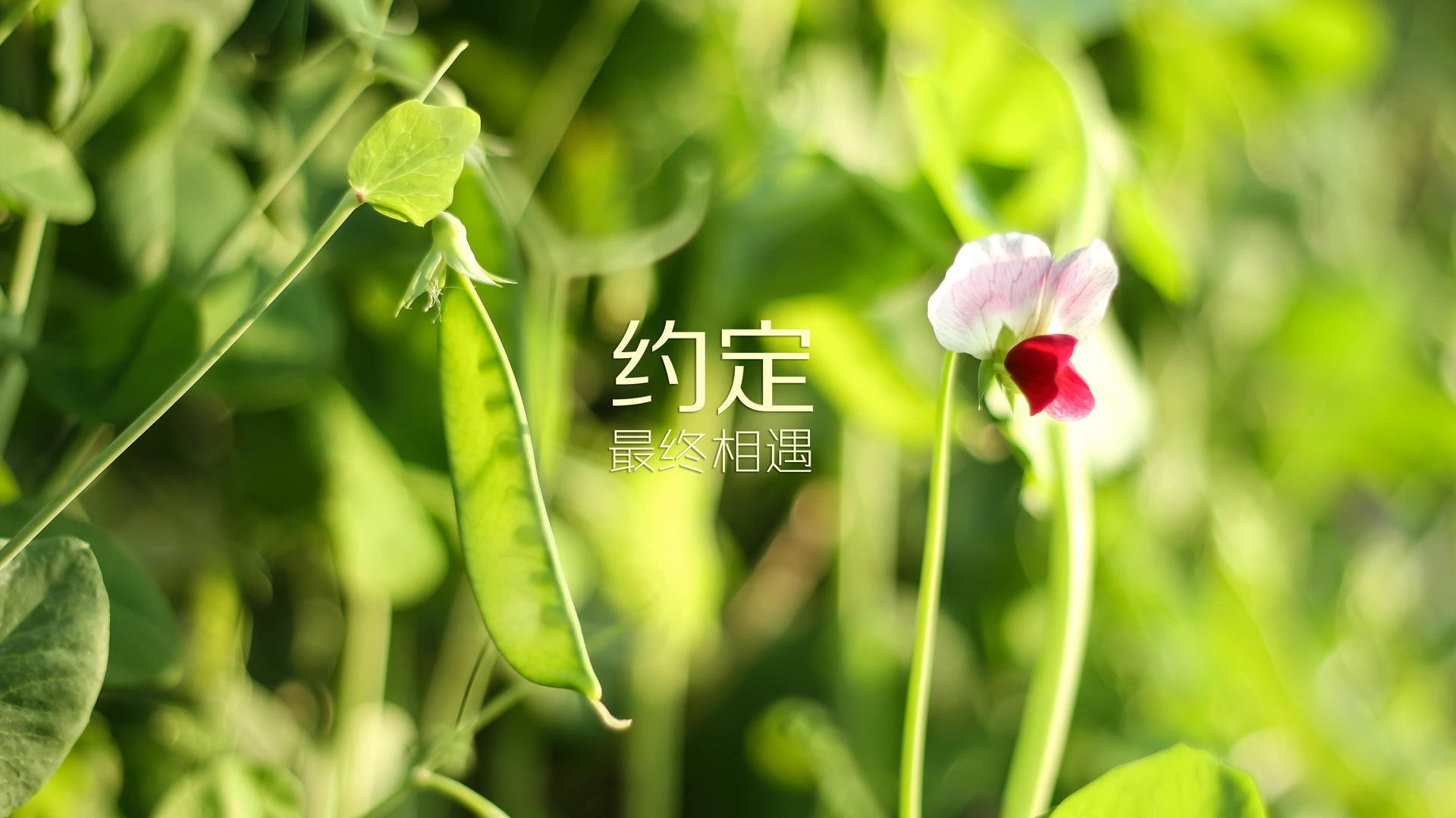 九游游戏-_森林狼稳步前进，冲刺季后赛_，森林狼季后赛阵容